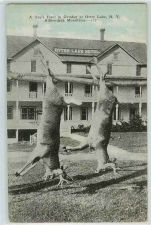 Buy New York Otter Lake Adirondack Mts A Days Hunt In October 2 dead Deer Hang~273