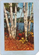Buy New York Saranac Lake White Birches ny_box5~1912
