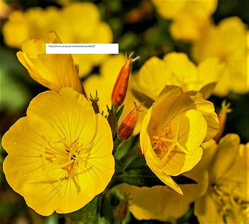 Evening Primrose Seeds - Flower Seeds - BOGO