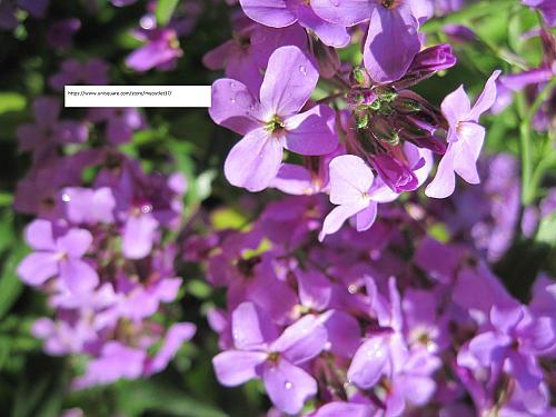 Evening Scented Stock Flower Seeds - Flower Seeds - BOGO