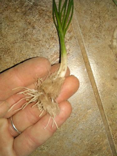 15 Wild Onion (Allium canadense) Bulbs- Fresh, Clean, & Ready To Plant