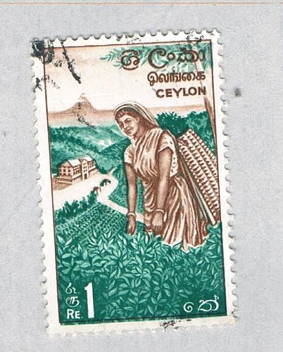 Ceylon Picking tea green 1r (AP129317)