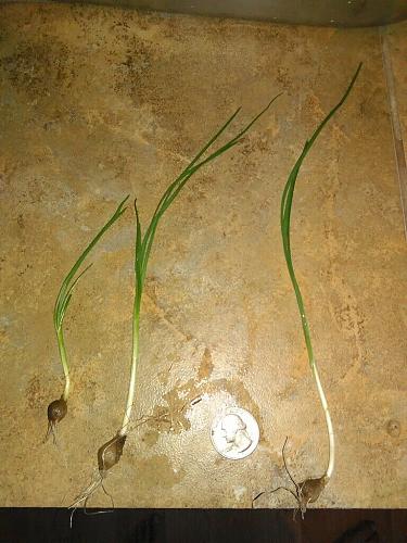 15 Wild Onion (Allium canadense) Bulbs- Fresh, Clean, & Ready To Plant