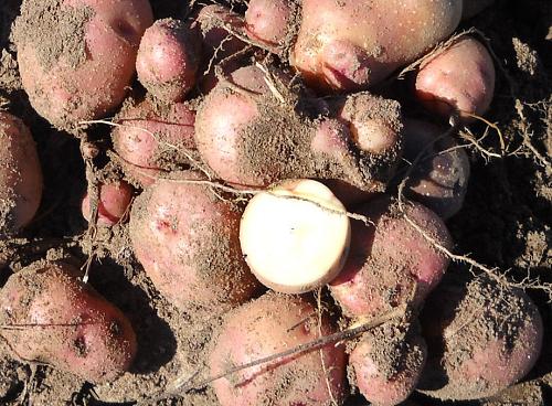 TRUE POTATO SEEDS tps Qoyllu Heirloom Potatoes Seed UNIQUE RED