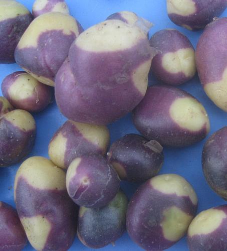 Planting Sale MURU TRUE POTATO Seed (tps). blight resistance Heirloom