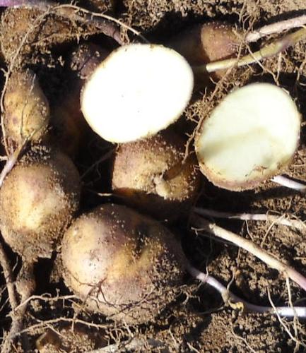Planting Sale MURU TRUE POTATO Seed (tps). blight resistance Heirloom