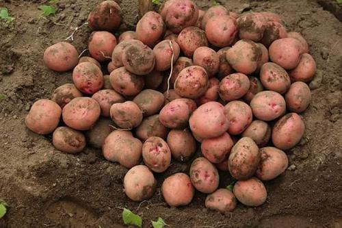 New seeds! Kinigi TRUE POTATO SEEDS Seed tps bicolor Rare Blight resistant