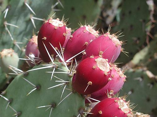 Prickly pear SEEDS red skin red fleshed fruit variety cactus Sale Fresh Seeds delicio