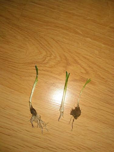 20 Wild Onion (Allium canadense) Bulbs- Fresh, Clean, & Ready To Plant