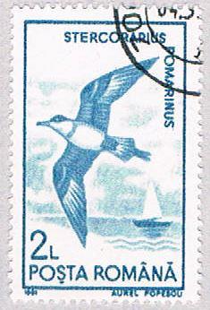 Romania Gull 2 (AP108505)