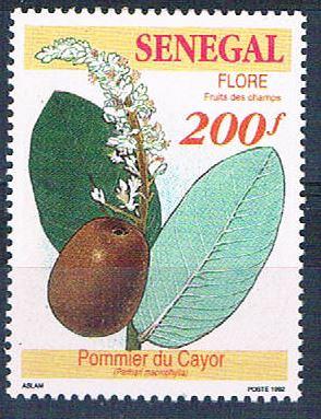 Senegal 1034 Unused Fruit Plant 1992 CV 1.60 (S0803)+