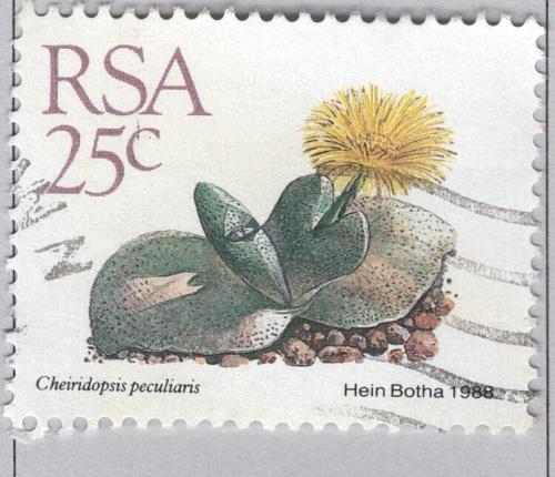 South Africa Used Flower yellow 25 (BP86925)