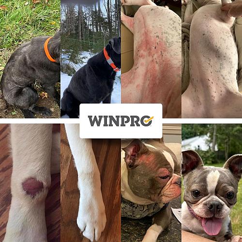 WINPRO Dog Allergy Relief Chews – Plasma-Powered Soft Chews for Dogs – Grain-...