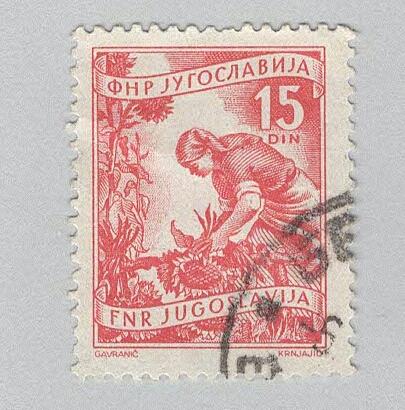 Yugoslavia 384 Gathering Sunflowers Used 1 (BP95201)