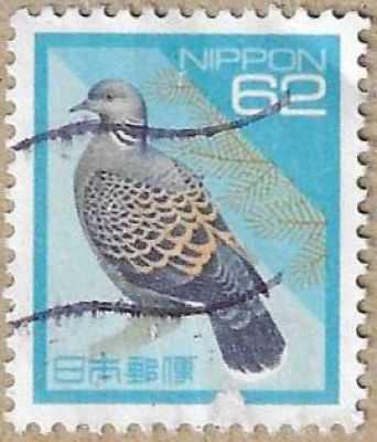 Oriental Turtle Dove - 16359