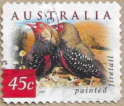 Painted Firetail - 16771