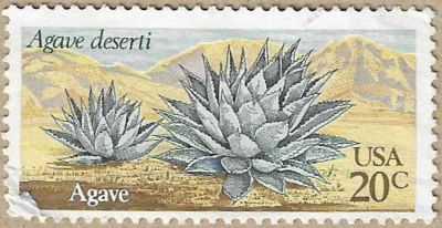 Agave - 16789