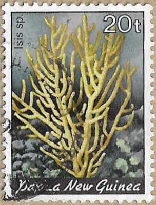 Bamboo Coral - 16797