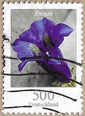 Stemless Gentian - 16824