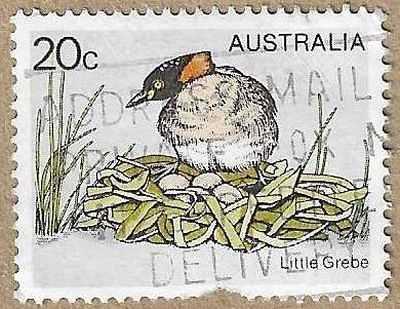 Little Grebe - 16870