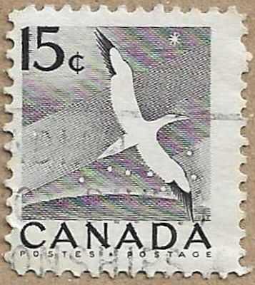 Northern Gannet - 16884