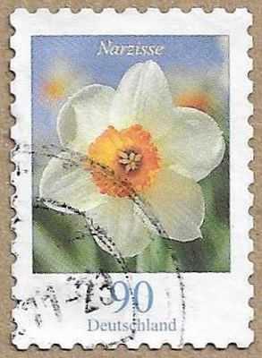 Flowers - Narzisse - 16933