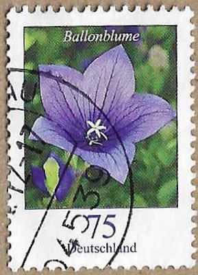 Balloon Flower - 17150