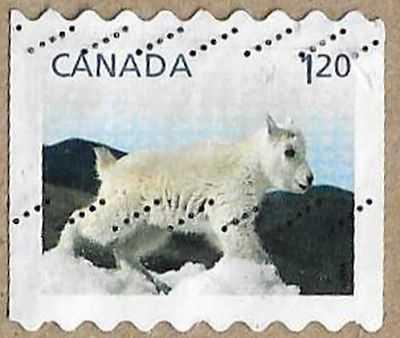 Mountain Goat - 17163