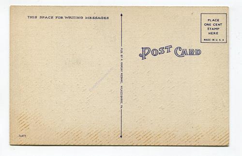 Mountain Laurel in Pennsylvania Mts.