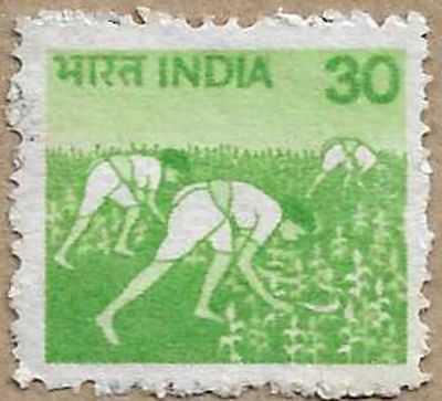 Harvesting Maize - 17209