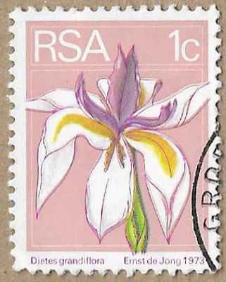 Large White Iris - 17213