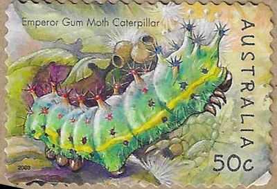 Emperor Gum Moth - 17553