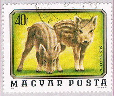 Hungary Piglets 40 (AP112007)