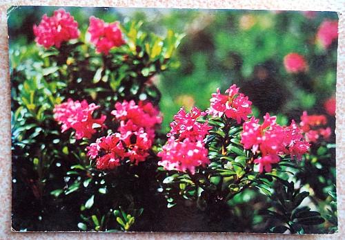Rhododendrom Ferrugineum L.. Vintage Postcard from Albania