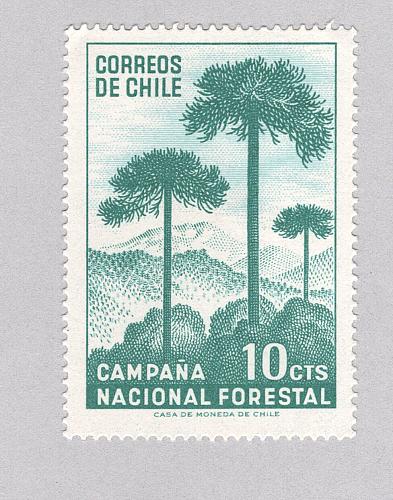 Rwanda Unused Campana National Forest (BP88312)