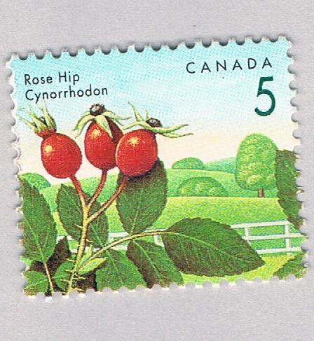 Canada 1352 MLH Rose Hip flower 1991 (BP85934)
