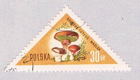 Poland Mushrooms 30 (AP115704)