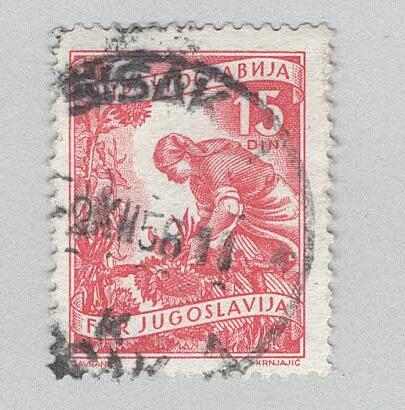 Yugoslavia 384 Gathering Sunflowers Used 1 (BP95207)