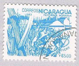 Nicaragua Cane 5 (AP104907)