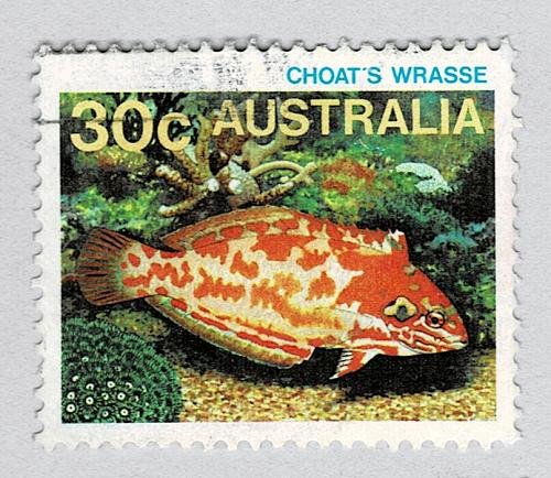 Australia Fish choats Wrasse orange 30 Used (BP89330)