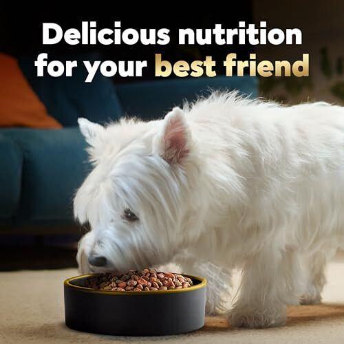 CESAR Adult Small Breed Dry Dog Food Filet Mignon Flavor with Spring Vegetabl...