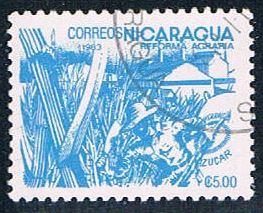Nicaragua Sugar cane 5 (NP7R501)