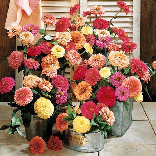 100 HEIRLOOM Long blooming Flowers Blend Zinnia Mix seeds