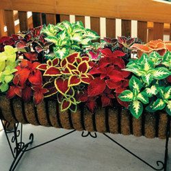 100 HEIRLOOM Coleus RAINBOW Mix seeds