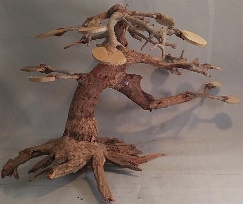 Acquario Legno Rainforest Show Albero Attaccare Acquario Piante 25.4cm Wysiwyg