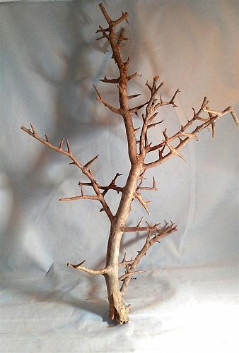 Nainital Driftwood Rettile Acquario Aquascaping Vasca Legno Decorazione 55.9cm