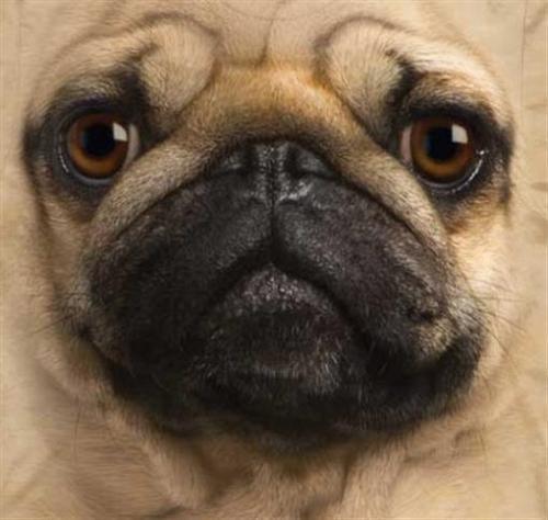 Carlino Faccia Cane T-Shirt Maglietta Pet Animale Marrone Adulto da The Mountain