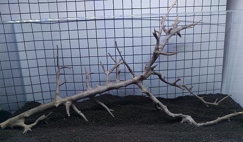 Nainital Driftwood Rettile Acquario Aquascaping Pandora Decorazione Legno 55.9cm