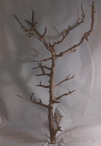 Nainital Driftwood Rettile Acquario Aquascaping Pandora Decorazione Legno 55.9cm