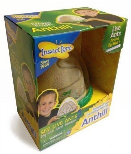 Formica Collina Vivente Formica Habitat Fattoria da Insect Lore Scienza Habitat